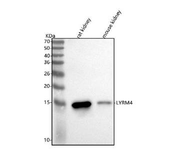 LYRM4 Rabbit Polyclonal Antibody