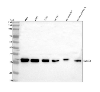 LGALS3 Rabbit Polyclonal Antibody