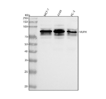 MLPH Rabbit Polyclonal Antibody