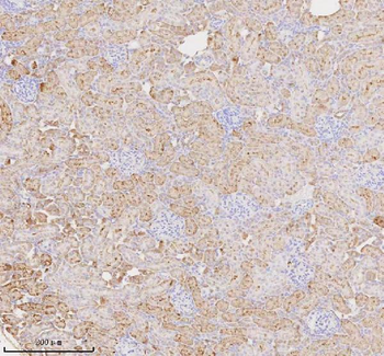 MIOX Rabbit Polyclonal Antibody