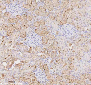 MIOX Rabbit Polyclonal Antibody