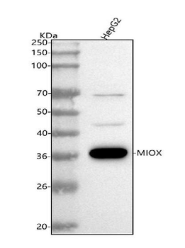 MIOX Rabbit Polyclonal Antibody