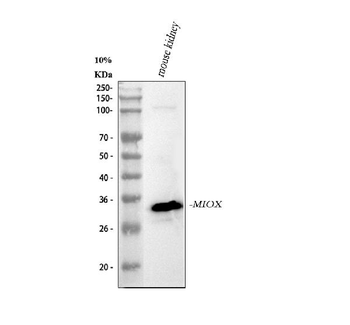 MIOX Rabbit Polyclonal Antibody