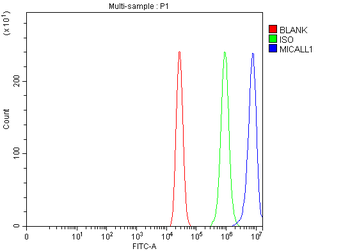 MICALL1 Antibody