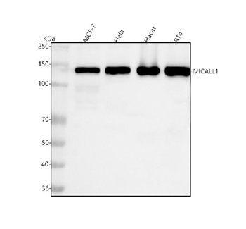 MICALL1 Antibody