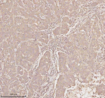 MICALL1 Antibody