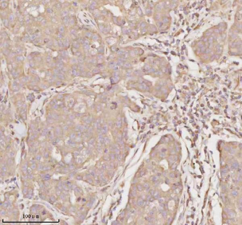 MICALL1 Antibody