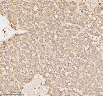 MICALL1 Antibody