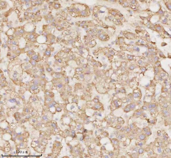 MICALL1 Antibody