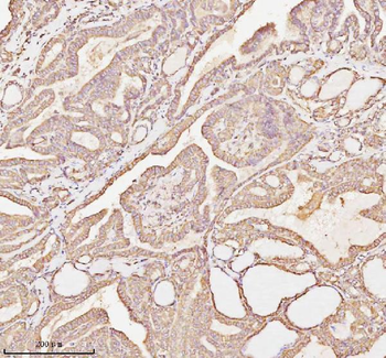 MICALL1 Antibody