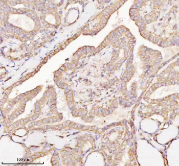 MICALL1 Antibody
