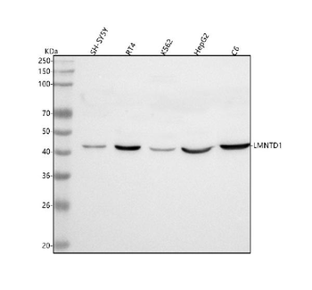 LMNTD1 Rabbit Polyclonal Antibody