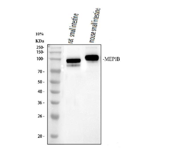 MEP1B Rabbit Polyclonal Antibody