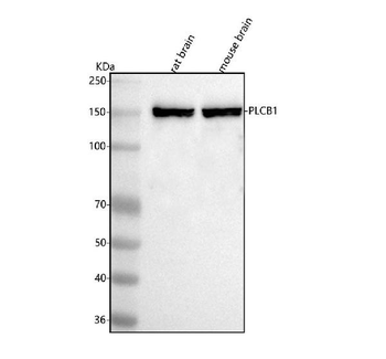 PLCB1 Rabbit Polyclonal Antibody