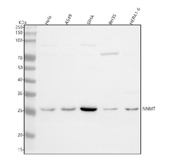 NNMT Rabbit Polyclonal Antibody