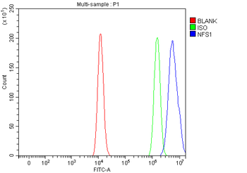 NFS1 Rabbit Polyclonal Antibody