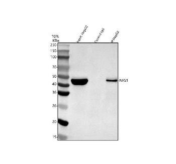 NFS1 Rabbit Polyclonal Antibody