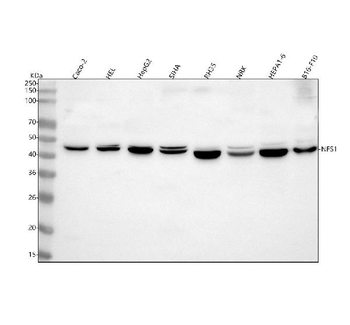 NFS1 Rabbit Polyclonal Antibody