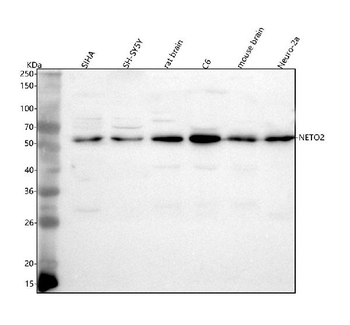 NETO2 Rabbit Polyclonal Antibody