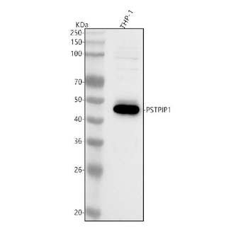 PSTPIP1 Rabbit Polyclonal Antibody