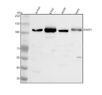 PARP1 Rabbit Polyclonal Antibody