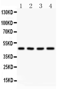 AAMP CCL18 Rabbit Polyclonal Antibody