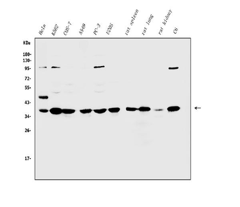 Annexin A1/ANXA1 Rabbit Polyclonal Antibody