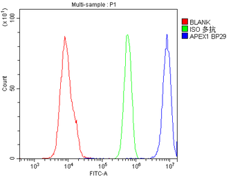 APE1/APEX1 Antibody