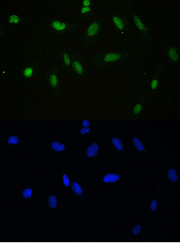 APE1/APEX1 Antibody
