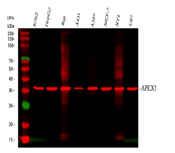 APE1/APEX1 Antibody