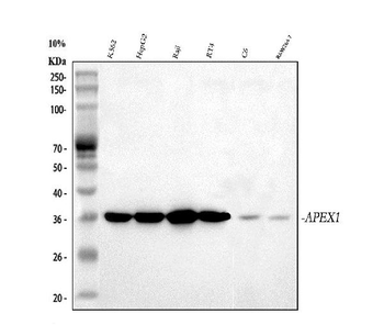 APE1/APEX1 Antibody