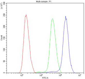 ATF1 Rabbit Polyclonal Antibody
