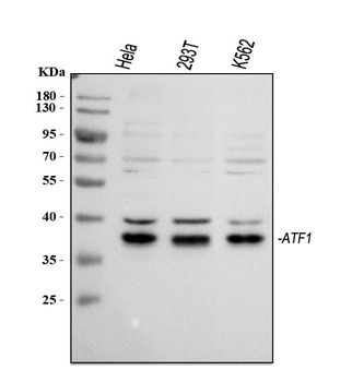 ATF1 Rabbit Polyclonal Antibody