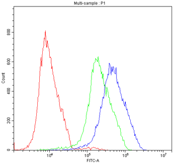 ATF2 Rabbit Polyclonal Antibody