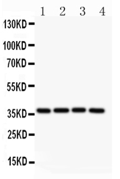 MCL1 Antibody