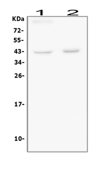 Bmi1 Rabbit Polyclonal Antibody