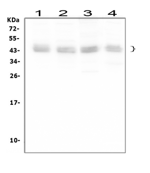 Bmi1 Rabbit Polyclonal Antibody