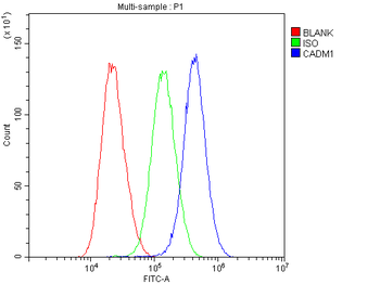SynCAM/CADM1 Rabbit Polyclonal Antibody