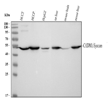 SynCAM/CADM1 Rabbit Polyclonal Antibody