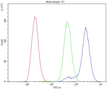 alpha 1 Catenin/CTNNA1 Antibody