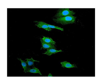 alpha 1 Catenin/CTNNA1 Antibody
