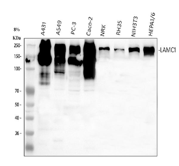 Laminin/Lamc1/Lamc2/Lamc3 Rabbit Polyclonal Antibody