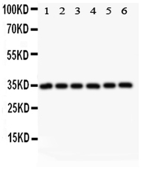 MyD88 Antibody