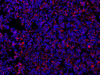 MyD88 Antibody