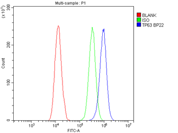 p63/TP63 Rabbit Polyclonal Antibody