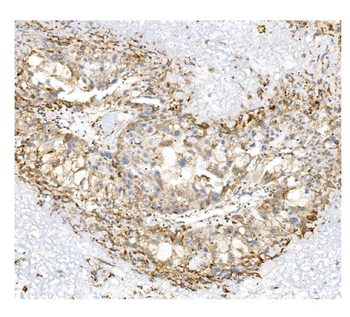 PROM1 Rabbit Polyclonal Antibody