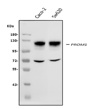 PROM1 Rabbit Polyclonal Antibody