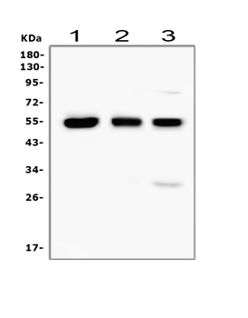RUNX1/AML1 Rabbit Polyclonal Antibody