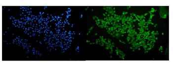 RUNX2 Rabbit Polyclonal Antibody