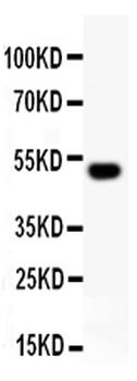 RUNX2 Rabbit Polyclonal Antibody